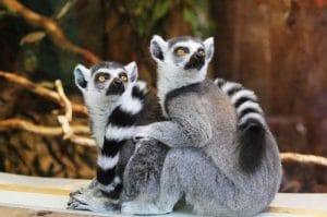 Les robinets thermostatiques auto-équilibrants AutoSar de COMAP améliorent la vie des lémuriens à Pairi Daiza