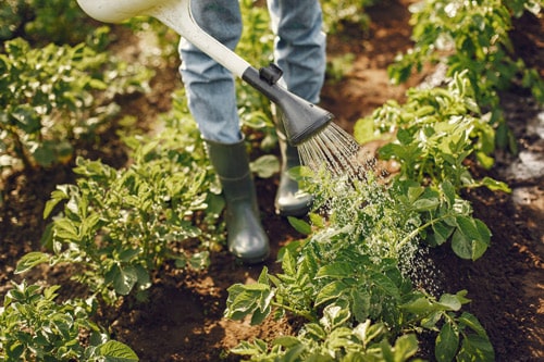 empreinte-carbone-jardin